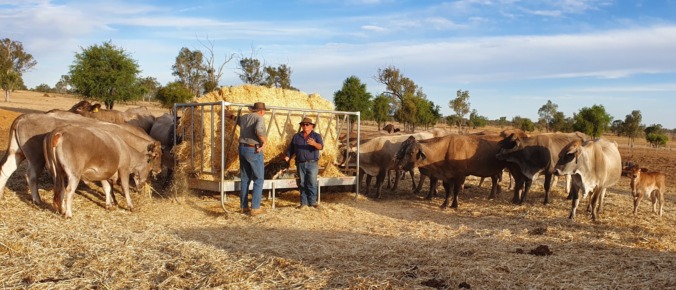 PLF partners with M2M to deliver water monitoring solution for remote cattle property